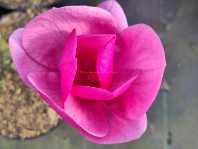 Magnolia 'Cleopatra' ®