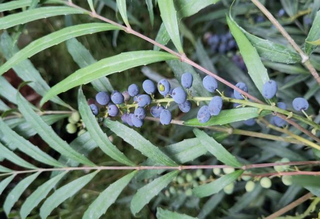 Mahonia confusa 'Narihira'