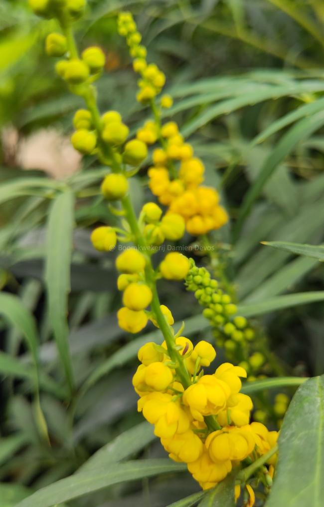 Mahonia confusa 'Narihira'