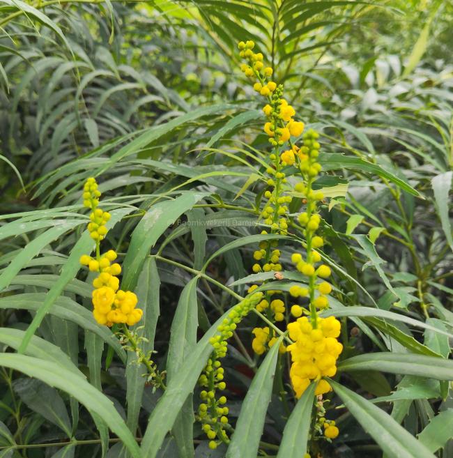 Mahonia confusa 'Narihira'