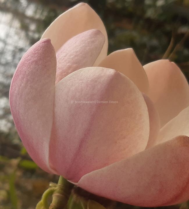 Magnolia 'Columnar Pink'