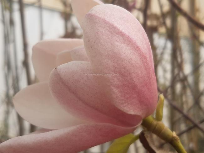 Magnolia 'Columnar Pink'