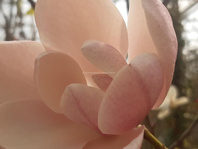 Magnolia 'Columnar Pink'