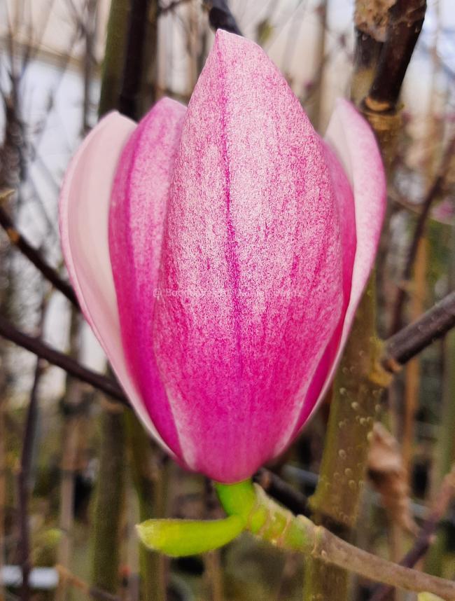 Magnolia 'Columnar Pink'