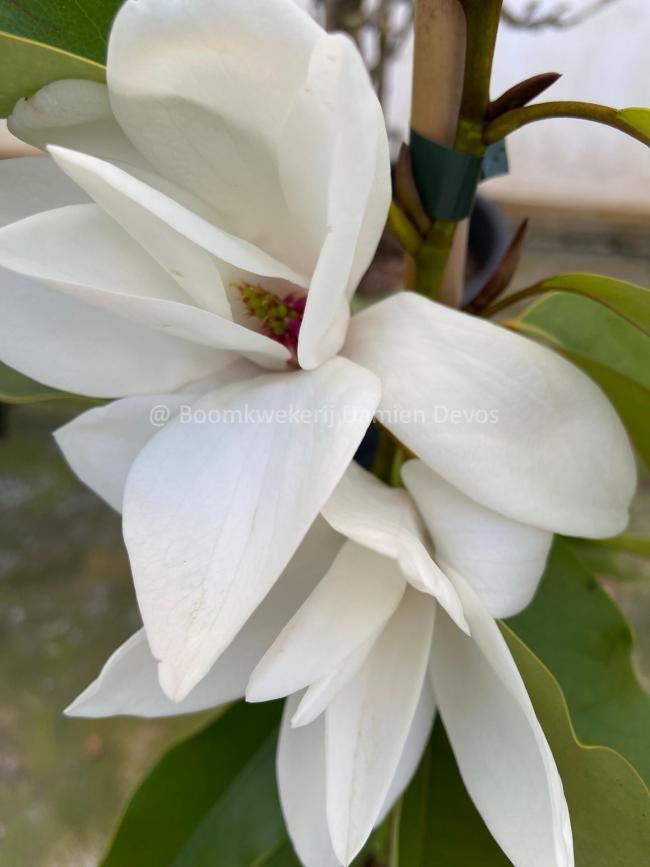 Magnolia cavaleriei var. platypetala