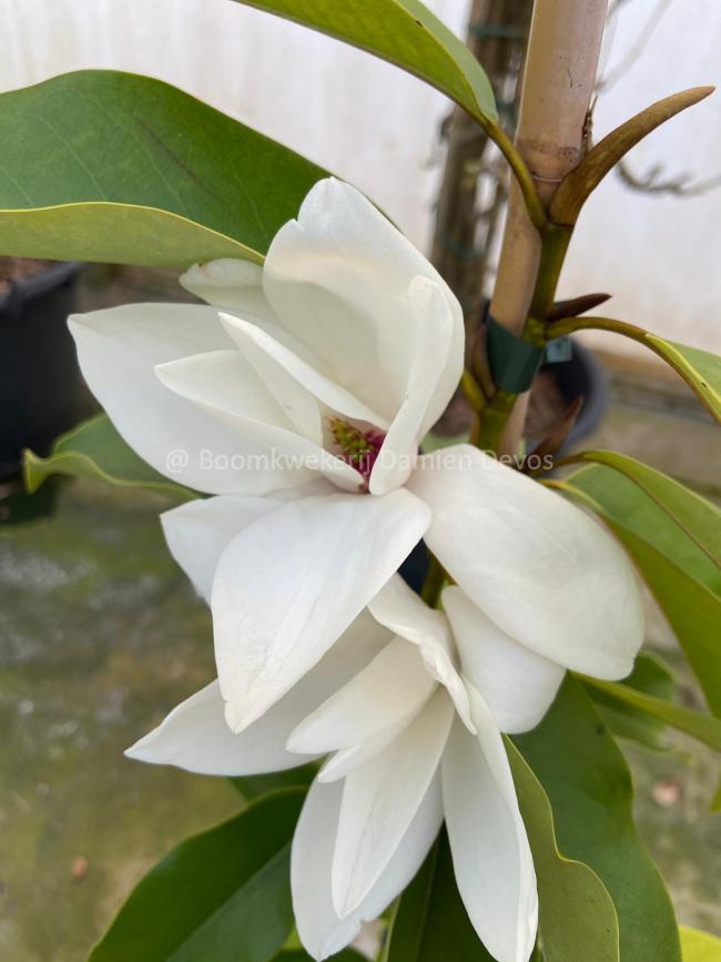 Magnolia cavaleriei var. platypetala