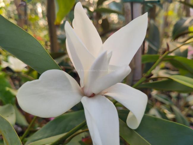 Magnolia cavaleriei var. platypetala
