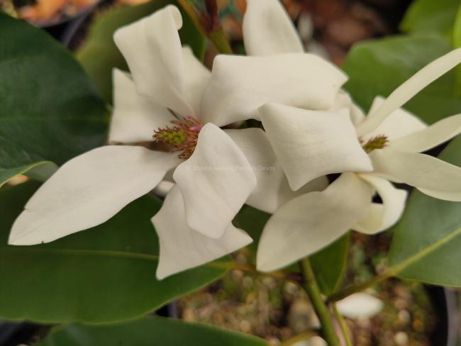 Magnolia cavaleriei var. platypetala