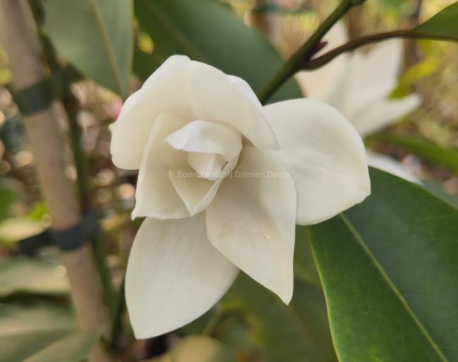 Magnolia cavaleriei var. platypetala