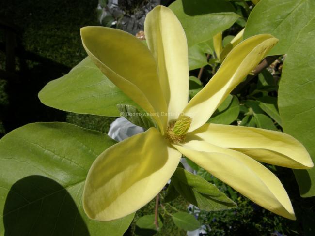 Magnolia 'Daphne'