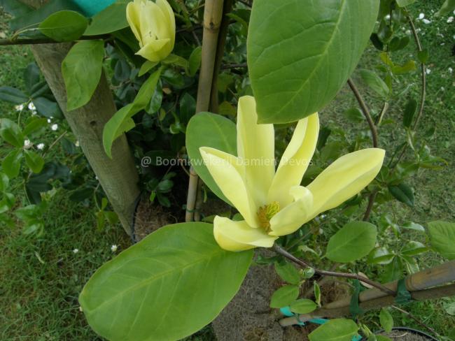 Magnolia 'Daphne'