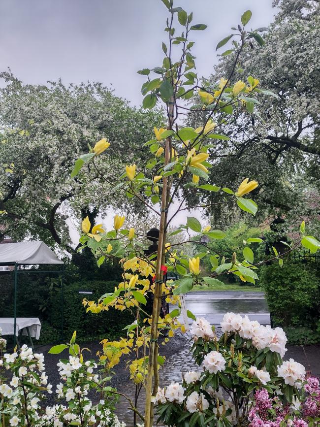 Magnolia 'Daphne'