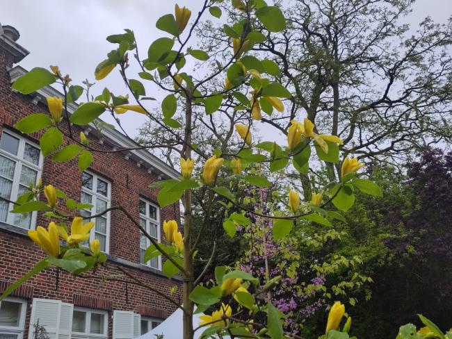 Magnolia 'Daphne'