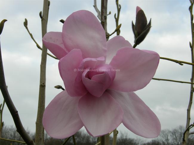 Magnolia dawsoniana 'Barbara Cook'
