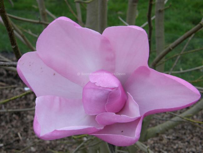 Magnolia dawsoniana 'Barbara Cook'