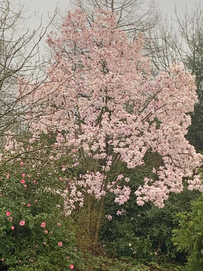 Magnolia dawsoniana 'Barbara Cook'