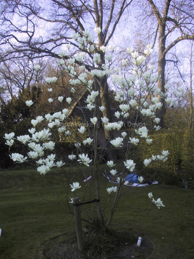 Magnolia denudata 'Boskoop'