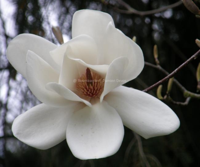 Magnolia 'David Clulow'