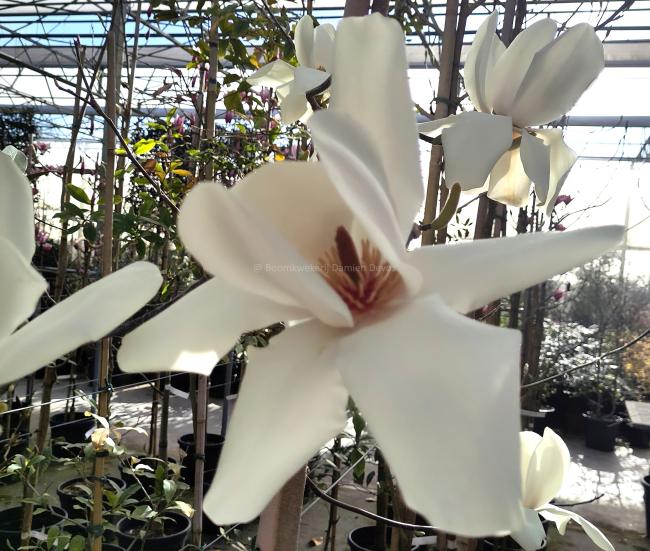 Magnolia 'David Clulow'