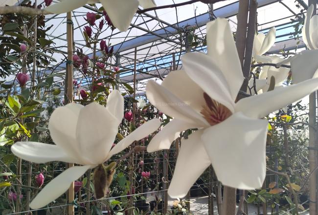 Magnolia 'David Clulow'