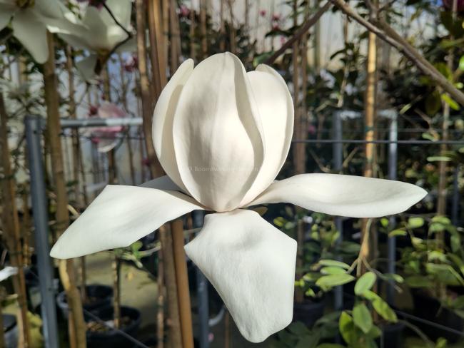 Magnolia 'David Clulow'