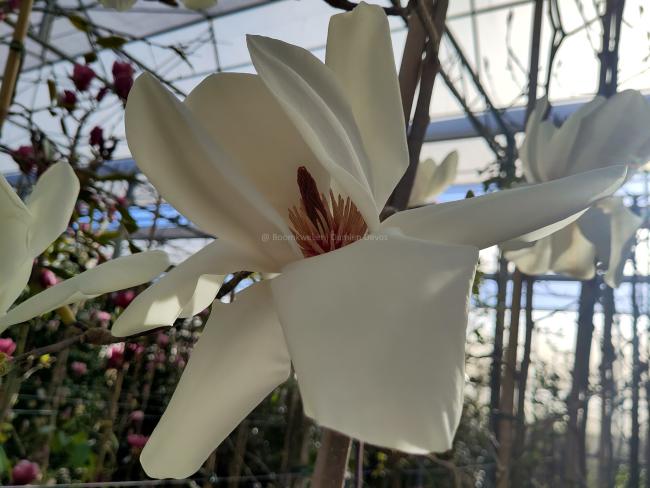 Magnolia 'David Clulow'