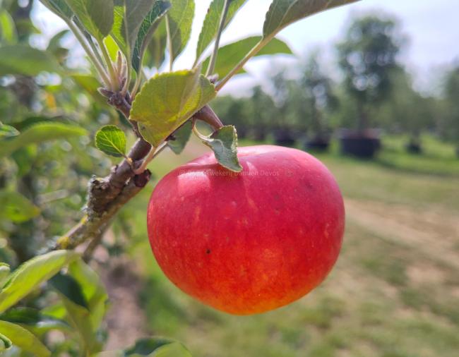 Malus domestica 'Elstar'