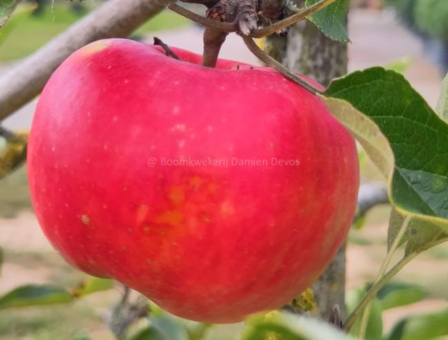 Malus domestica 'Elstar'