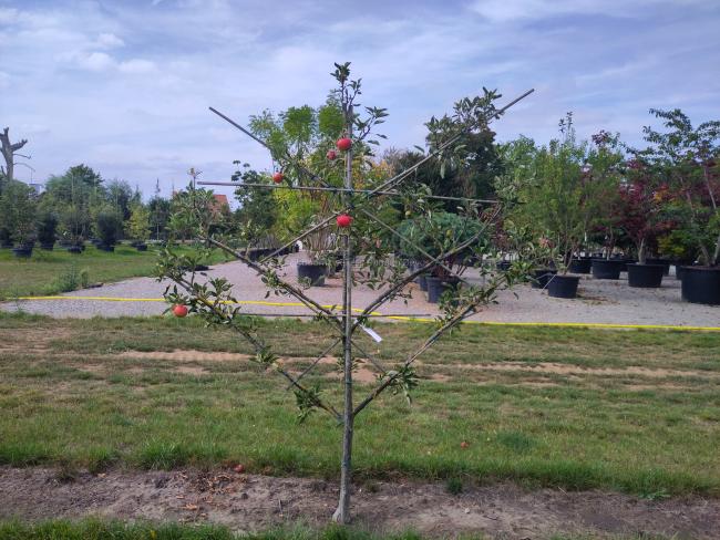 Malus domestica 'Elstar'