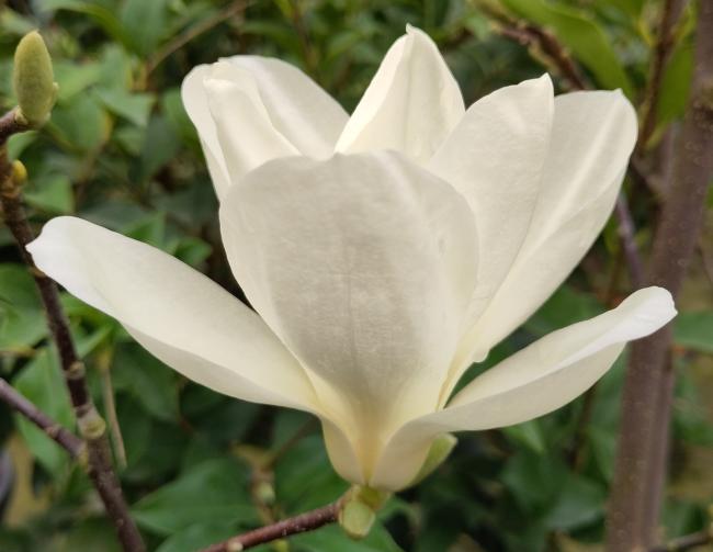 Magnolia denudata