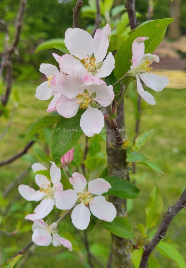 Malus domestica 'Gloster'