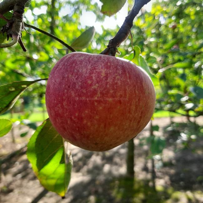 Malus domestica 'Henri Calle's Favorite'