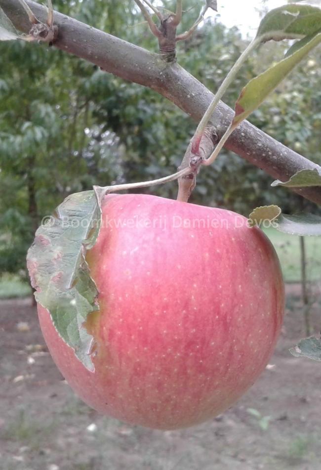 Malus domestica 'Henri Calle's Favorite'