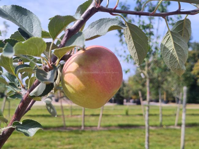 Malus domestica 'Henri Calle's Favorite'