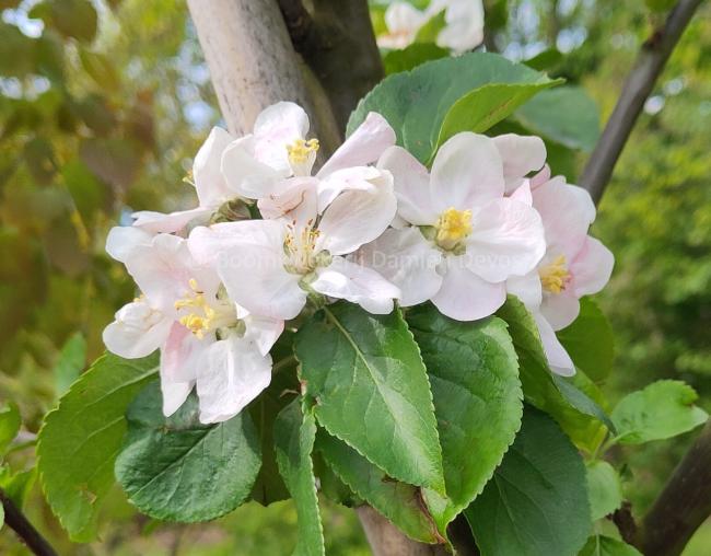 Malus domestica 'Jacques Lebel'