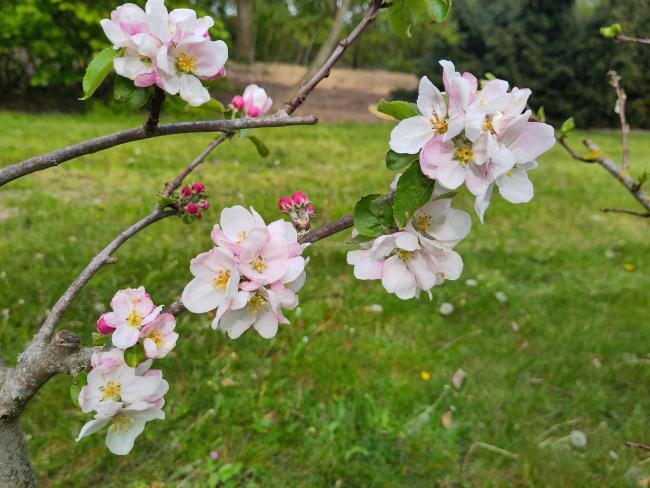 Malus domestica 'Joseph Musch'