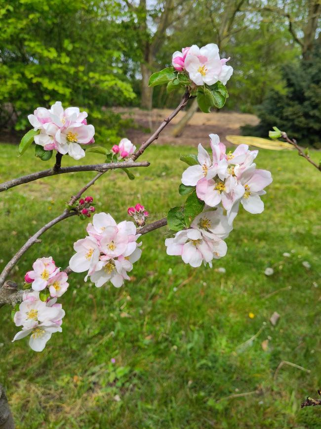 Malus domestica 'Joseph Musch'