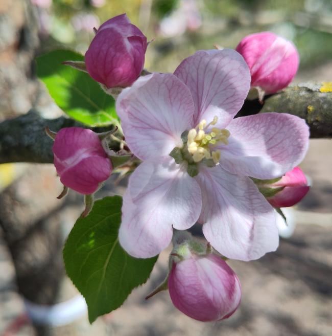 Malus domestica 'Jonagold'