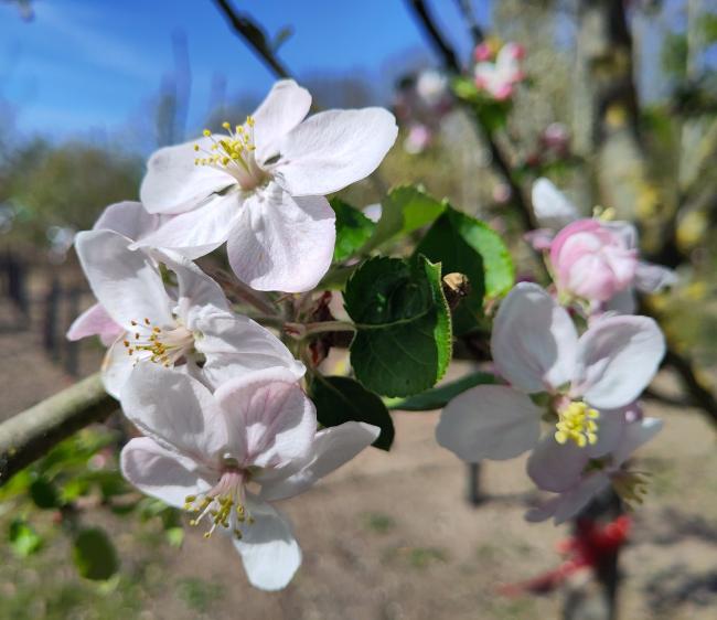 Malus domestica 'Jonagold'