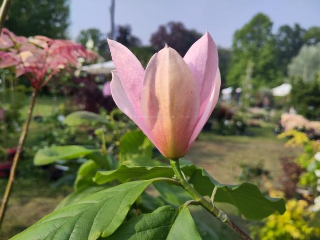 Magnolia 'Dennis Ledvina'