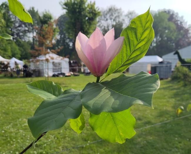 Magnolia 'Dennis Ledvina'