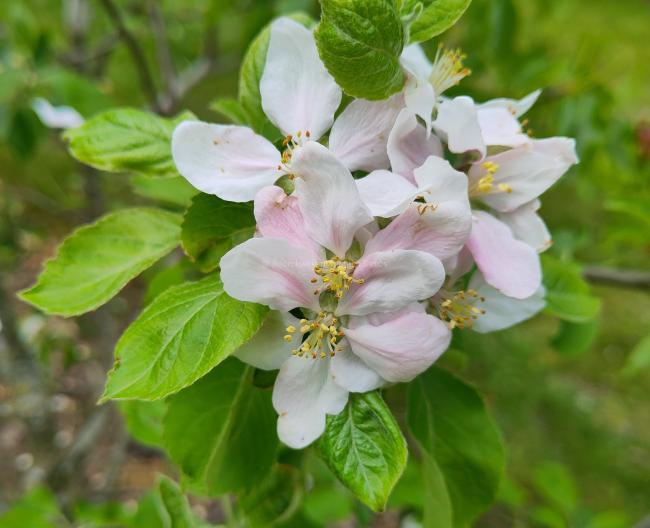 Malus domestica 'President Roulin'