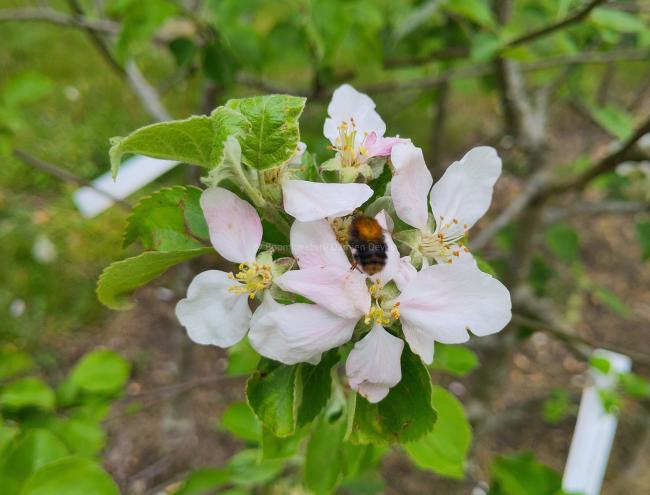 Malus domestica 'President Roulin'