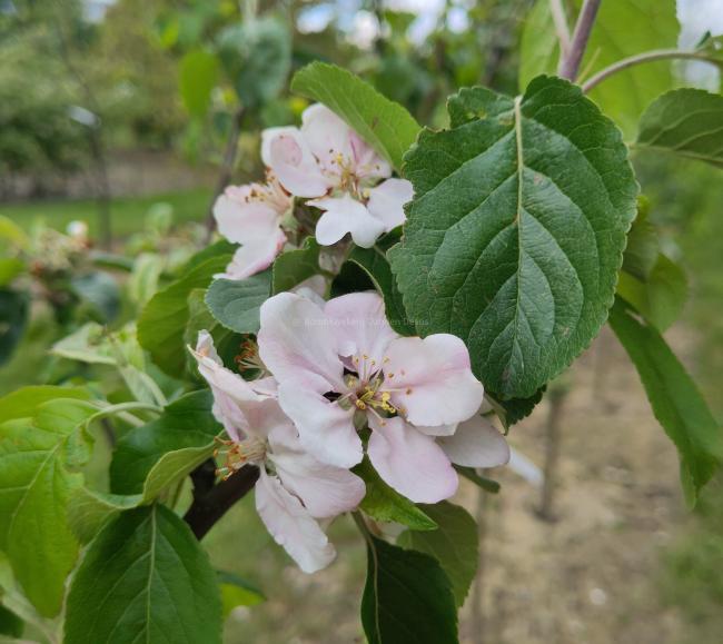 Malus domestica 'Radoux'