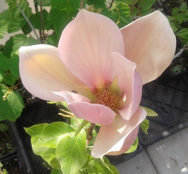 Magnolia 'Eva Maria' (x)