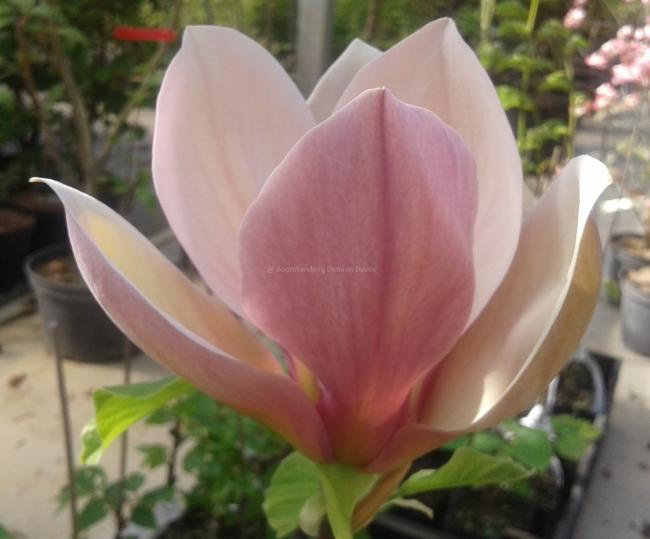 Magnolia 'Eva Maria' (x)
