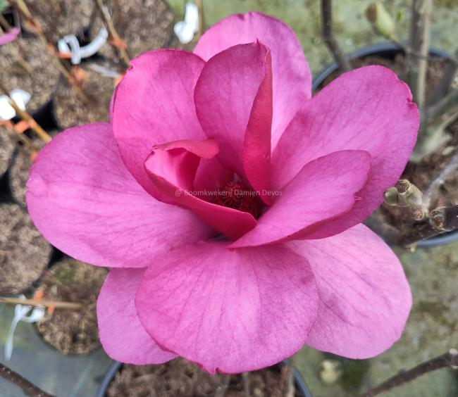 Magnolia 'Emperor' ®