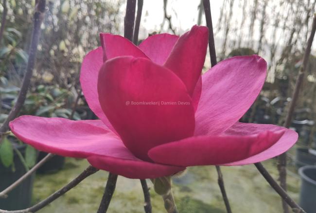 Magnolia 'Emperor' ®