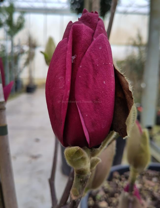 Magnolia 'Emperor' ®