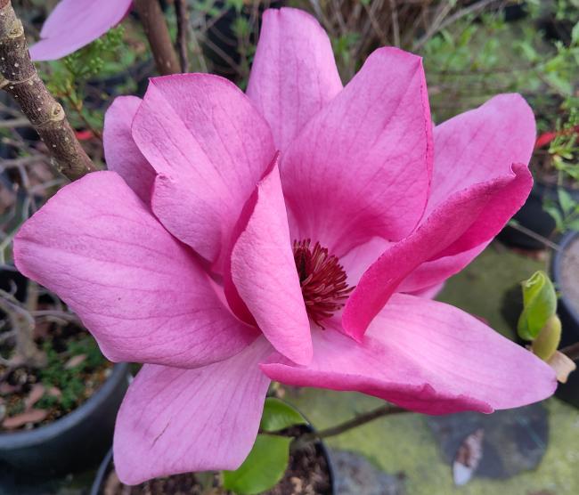 Magnolia 'Emperor' ®